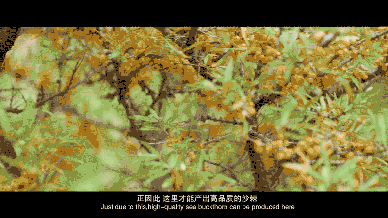 ae44da81f4734db39d86d0e017dce1f2.gif